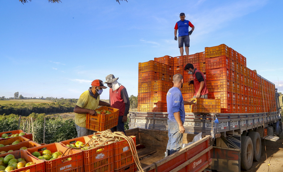 Paraná tem 10,5% da alimentação escolar proveniente de orgânicos