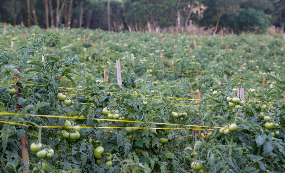 Paraná tem 10,5% da alimentação escolar proveniente de orgânicos