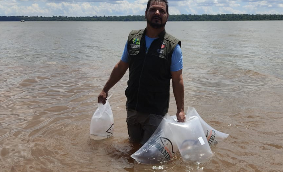 Rio Paranapanema conta com mais 105 mil peixes