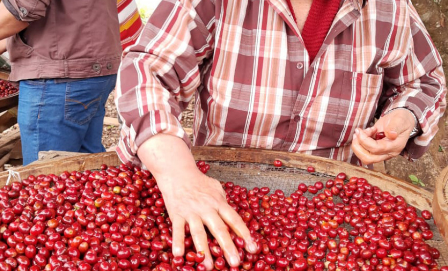 Mulheres do Café -