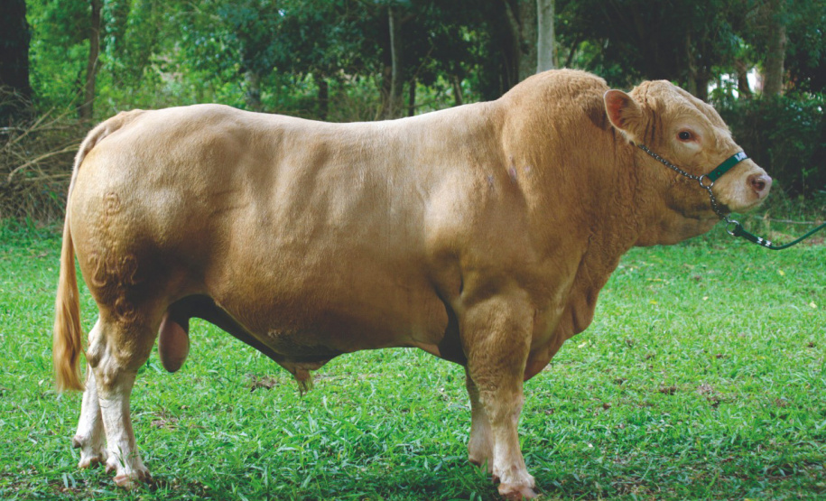 Bicho do Paraná, Purunã é atração do IDR-Paraná na ExpoLondrina