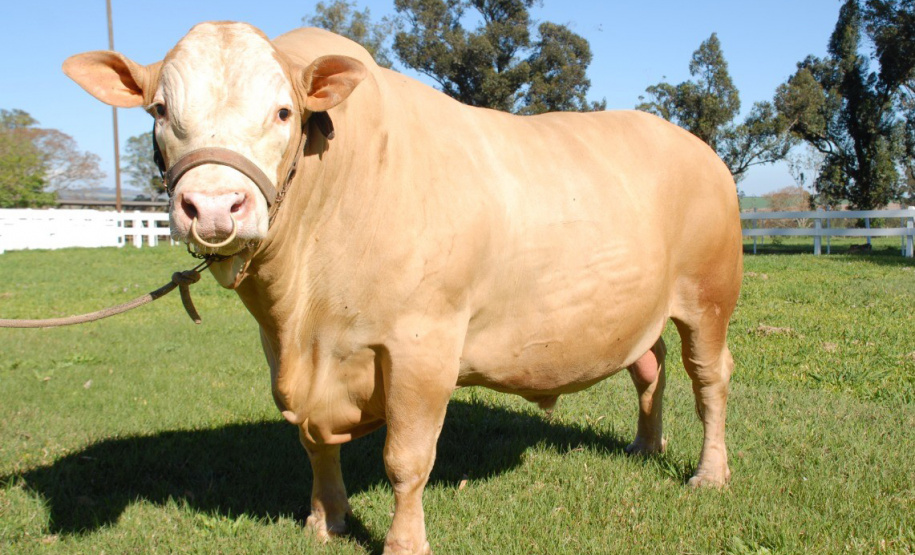 Bicho do Paraná, Purunã é atração do IDR-Paraná na ExpoLondrina
