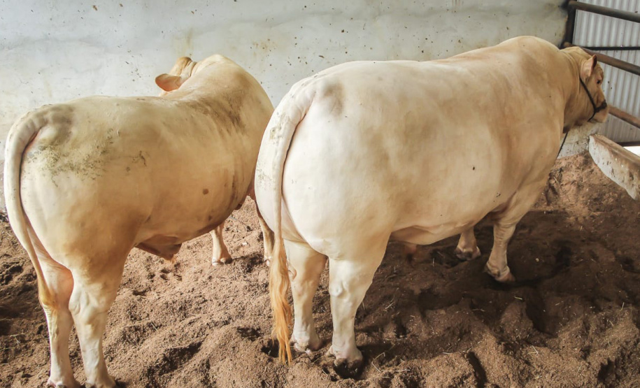 Bicho do Paraná, Purunã é atração do IDR-Paraná na ExpoLondrina
