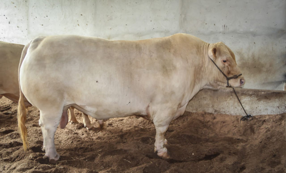 Bicho do Paraná, Purunã é atração do IDR-Paraná na ExpoLondrina