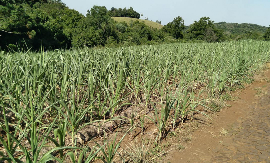 Projeto de Lei prevê aprovação de crédito para municípios atingidos por estiagem