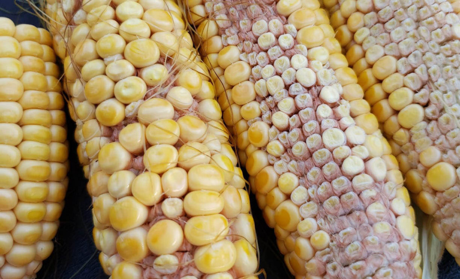 Projeto de Lei prevê aprovação de crédito para municípios atingidos por estiagem