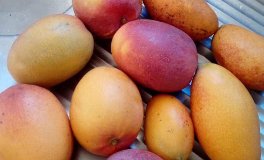 Apoio do Estado e cooperativismo ajudam a promover agricultura orgânica no Paraná