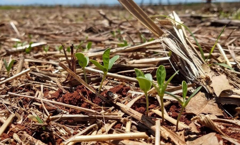 Produtores desconhecem bases da agricultura conservacionista, aponta estudo