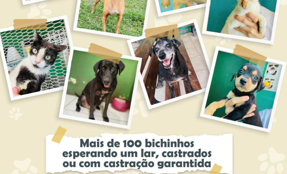 Portos do Paraná promove campanha #meadota no Dia Mundial dos Animais de Rua