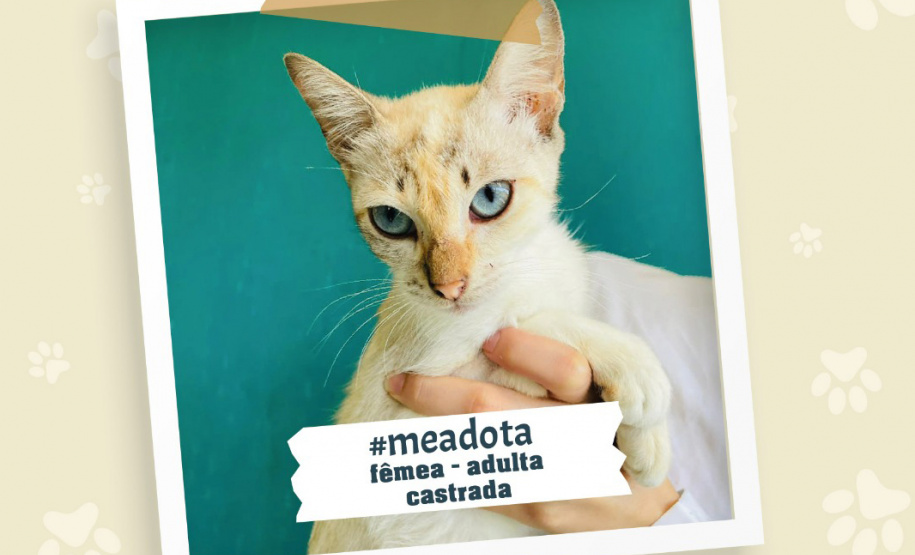 Portos do Paraná promove campanha #meadota no Dia Mundial dos Animais de Rua