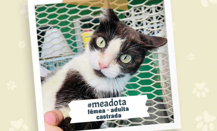 Portos do Paraná promove campanha #meadota no Dia Mundial dos Animais de Rua