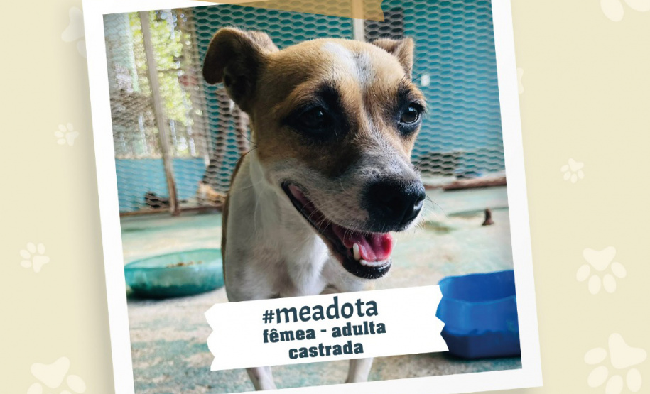 Portos do Paraná promove campanha #meadota no Dia Mundial dos Animais de Rua