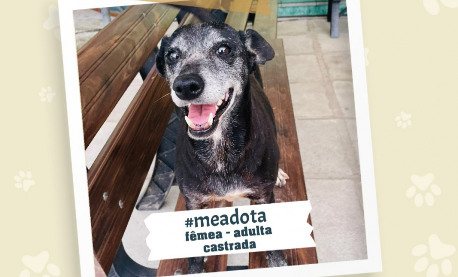 Portos do Paraná promove campanha #meadota no Dia Mundial dos Animais de Rua