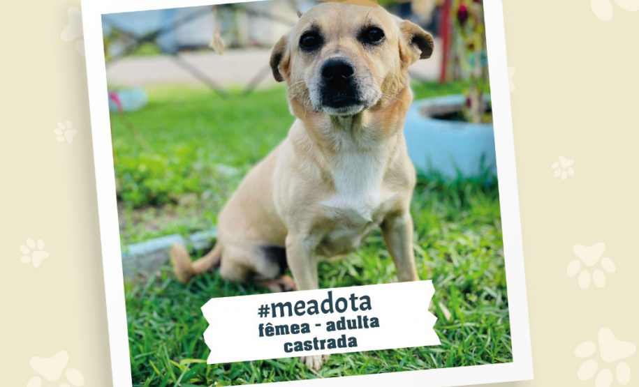 Portos do Paraná promove campanha #meadota no Dia Mundial dos Animais de Rua