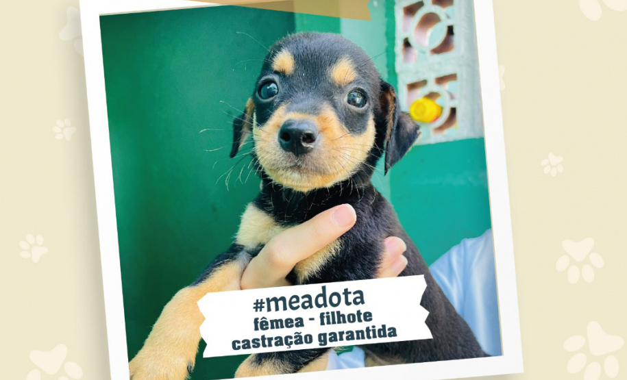 Portos do Paraná promove campanha #meadota no Dia Mundial dos Animais de Rua