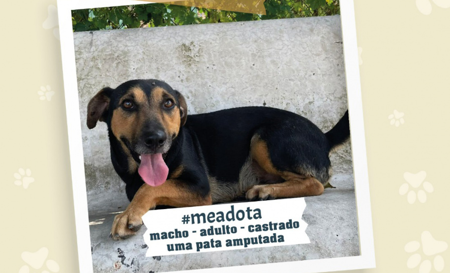 Portos do Paraná promove campanha #meadota no Dia Mundial dos Animais de Rua