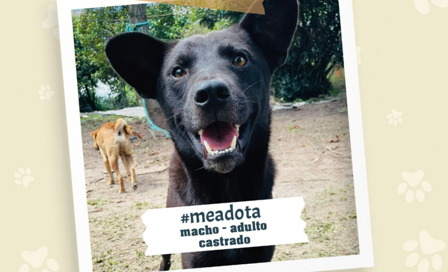 Portos do Paraná promove campanha #meadota no Dia Mundial dos Animais de Rua