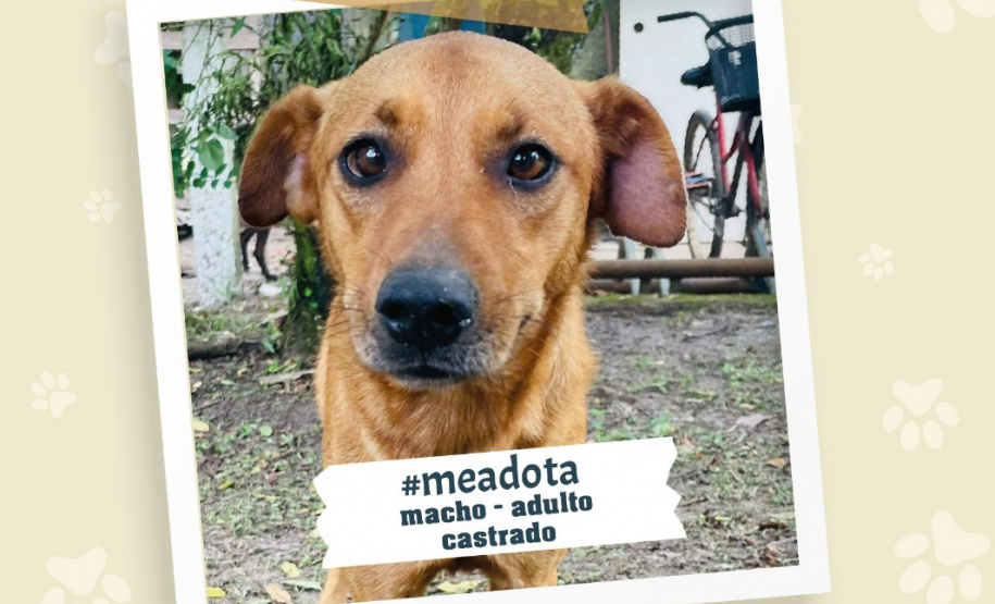 Portos do Paraná promove campanha #meadota no Dia Mundial dos Animais de Rua