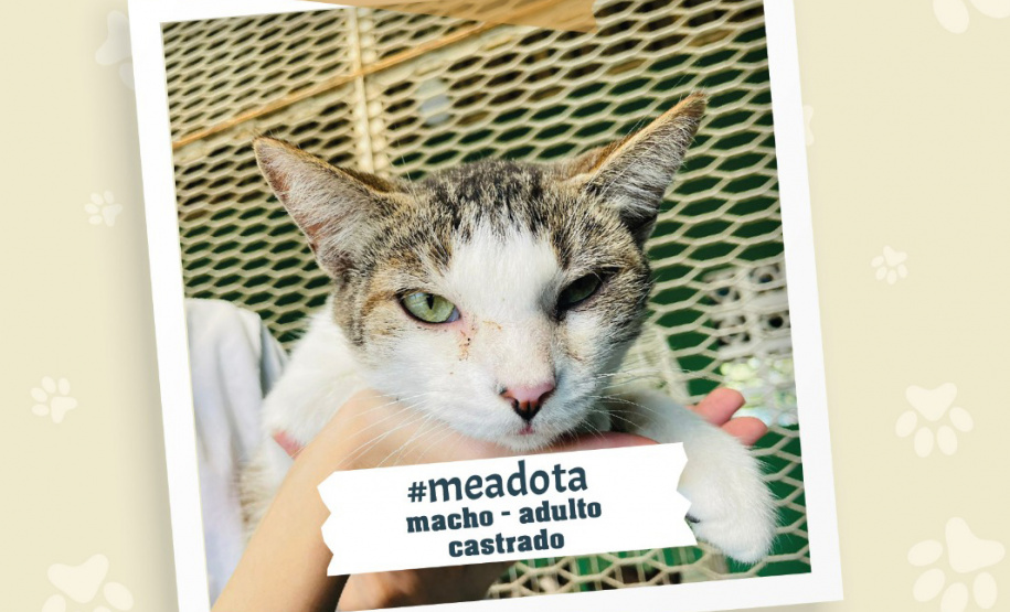 Portos do Paraná promove campanha #meadota no Dia Mundial dos Animais de Rua