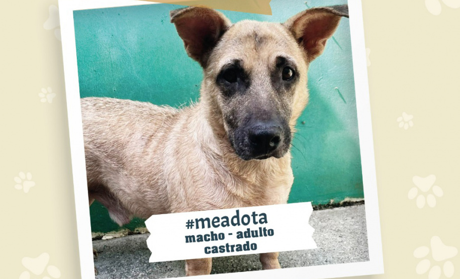 Portos do Paraná promove campanha #meadota no Dia Mundial dos Animais de Rua