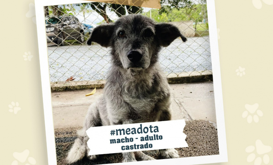Portos do Paraná promove campanha #meadota no Dia Mundial dos Animais de Rua