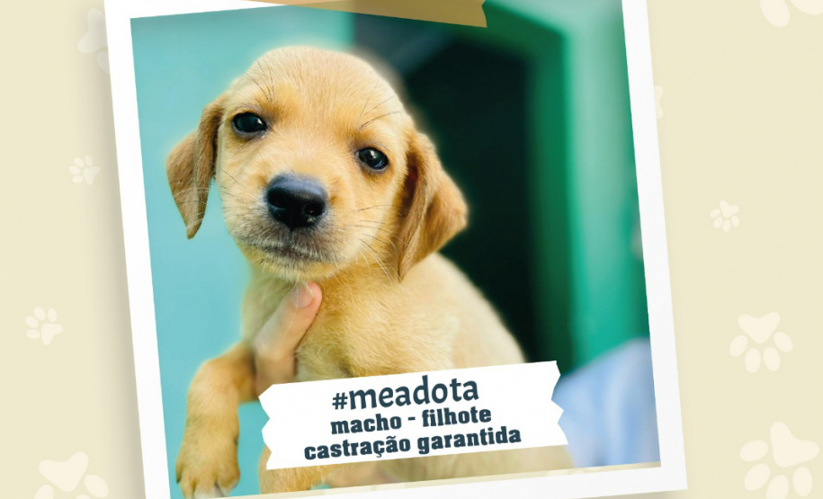 Portos do Paraná promove campanha #meadota no Dia Mundial dos Animais de Rua