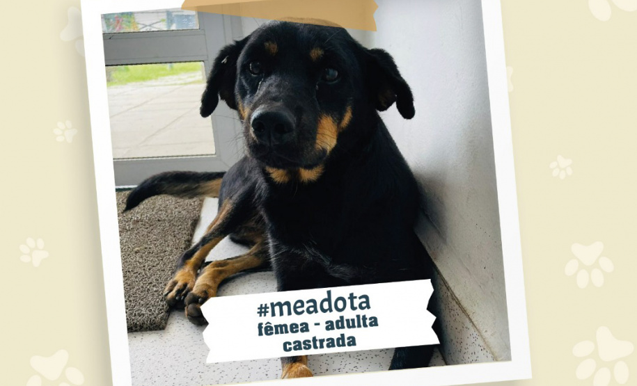 Portos do Paraná promove campanha #meadota no Dia Mundial dos Animais de Rua