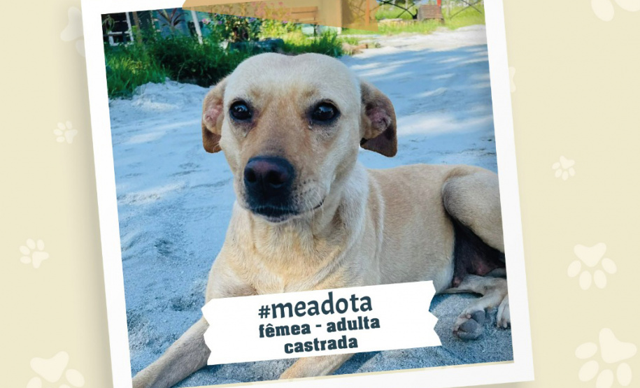 Portos do Paraná promove campanha #meadota no Dia Mundial dos Animais de Rua