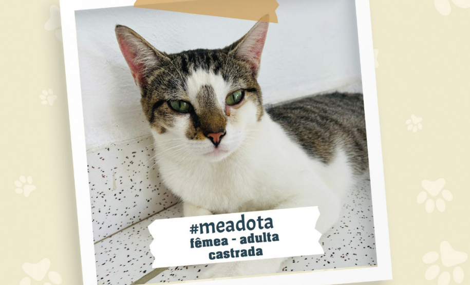 Portos do Paraná promove campanha #meadota no Dia Mundial dos Animais de Rua