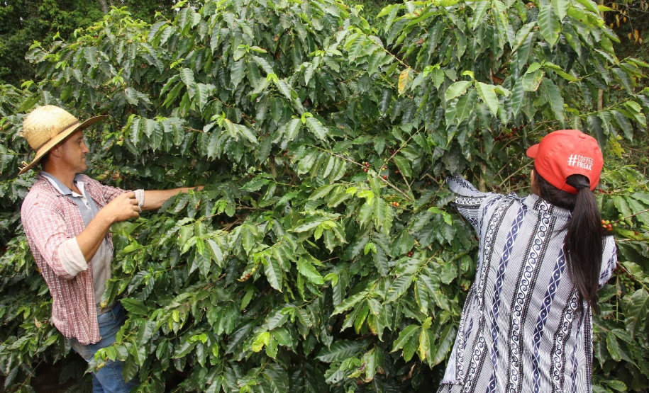 Produção de milho no Paraná deve alcançar recorde de 16 milhões de toneladas