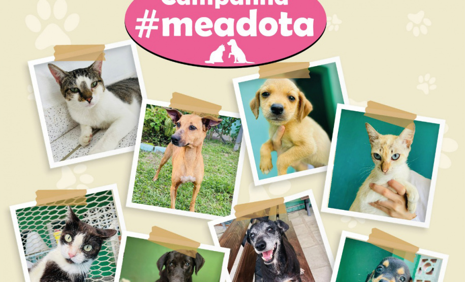 Portos do Paraná promove campanha #meadota no Dia Mundial dos Animais de Rua