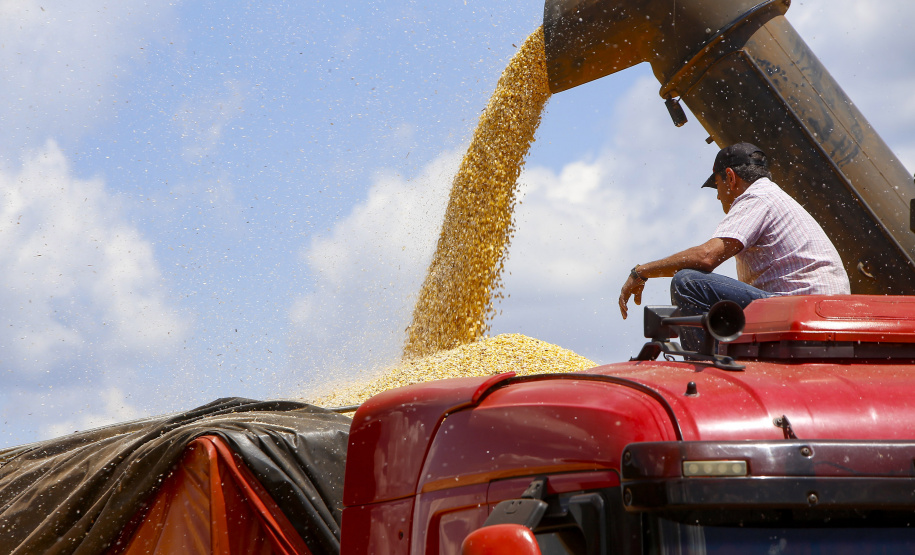 Produção de milho no Paraná deve alcançar recorde de 16 milhões de toneladas