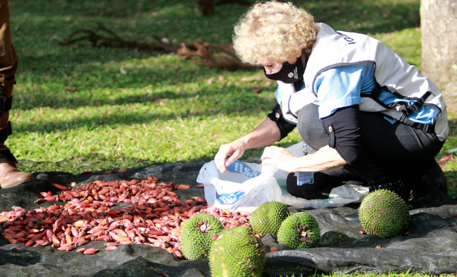 Colheita do pinhão é liberada nesta sexta-feira desde que esteja maduro