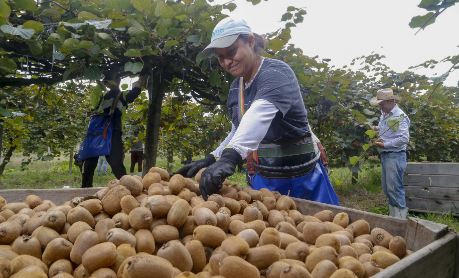 Paraná tem o maior Valor Bruto de Produção nacional em kiwi