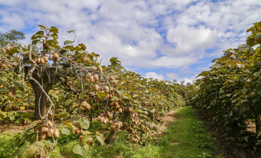Paraná tem o maior Valor Bruto de Produção nacional em kiwi