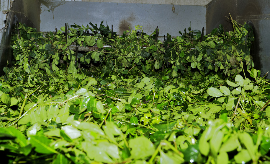 Invest Paraná sobre a valorização do mate e do Pinhão