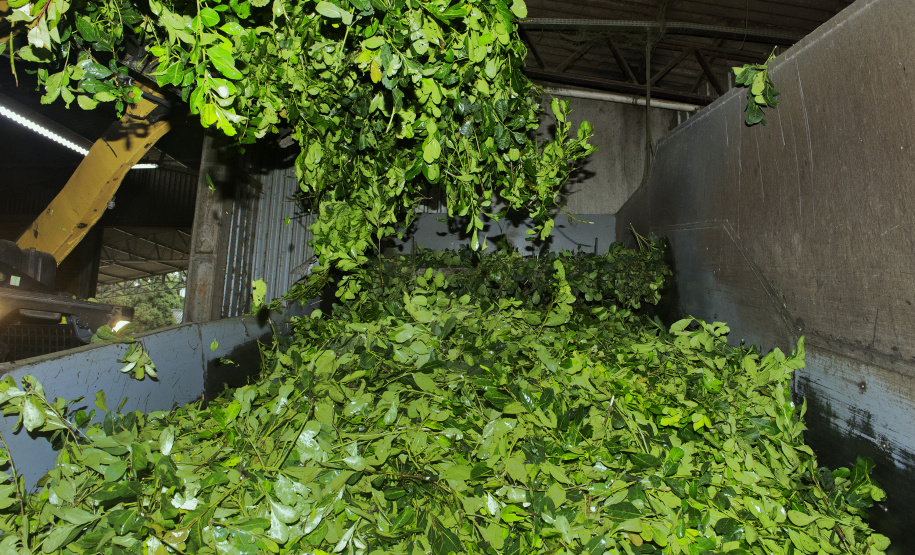 Invest Paraná sobre a valorização do mate e do Pinhão