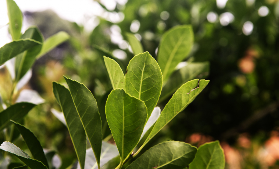 Invest Paraná sobre a valorização do mate e do Pinhão