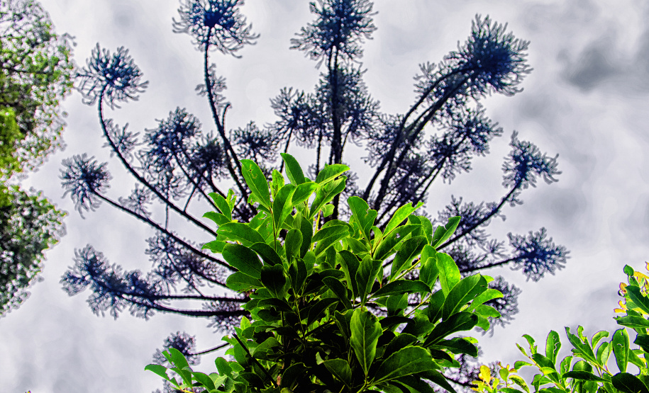 Invest Paraná sobre a valorização do mate e do Pinhão