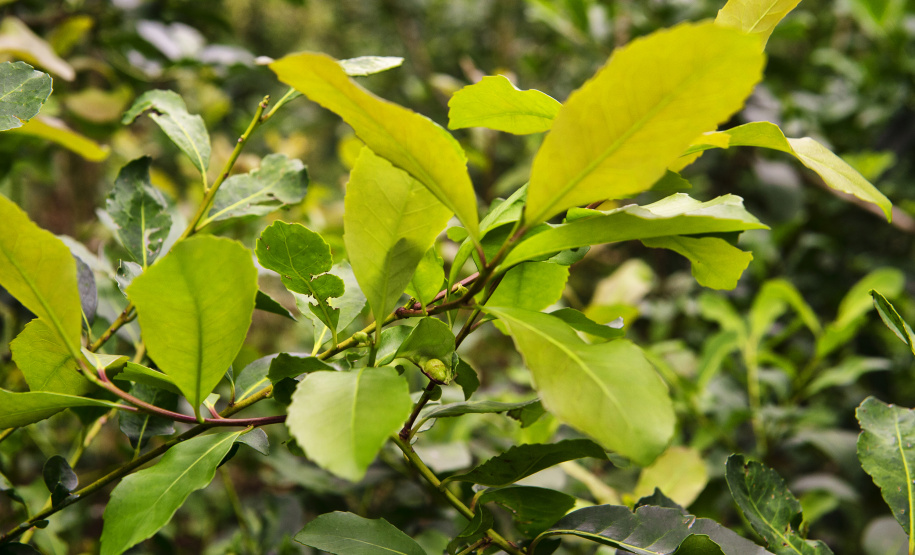Invest Paraná sobre a valorização do mate e do Pinhão