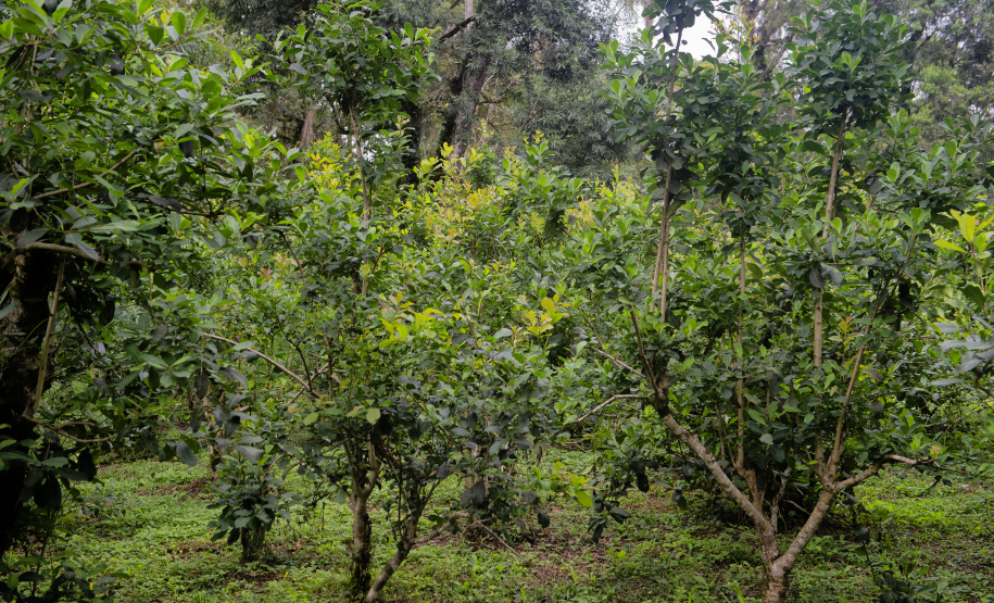 Invest Paraná sobre a valorização do mate e do Pinhão