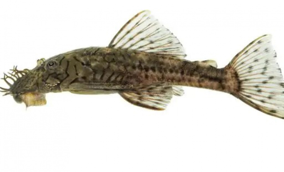 Espécie de peixe descoberta por professor da UEL é batizada de Ancistrus luzia