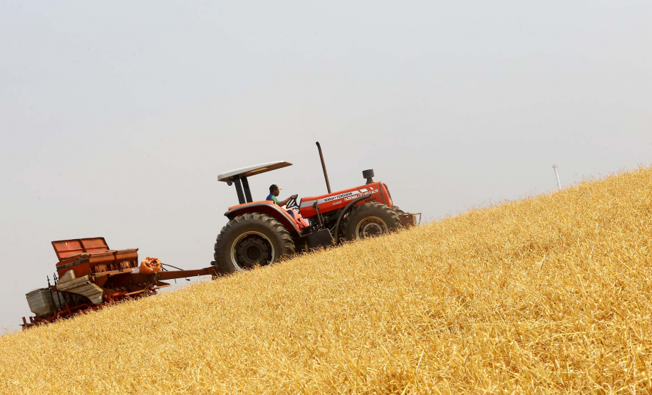 Plantio da segunda safra de milho encerra nos próximos dias e produtividade deve  seguir média histórica