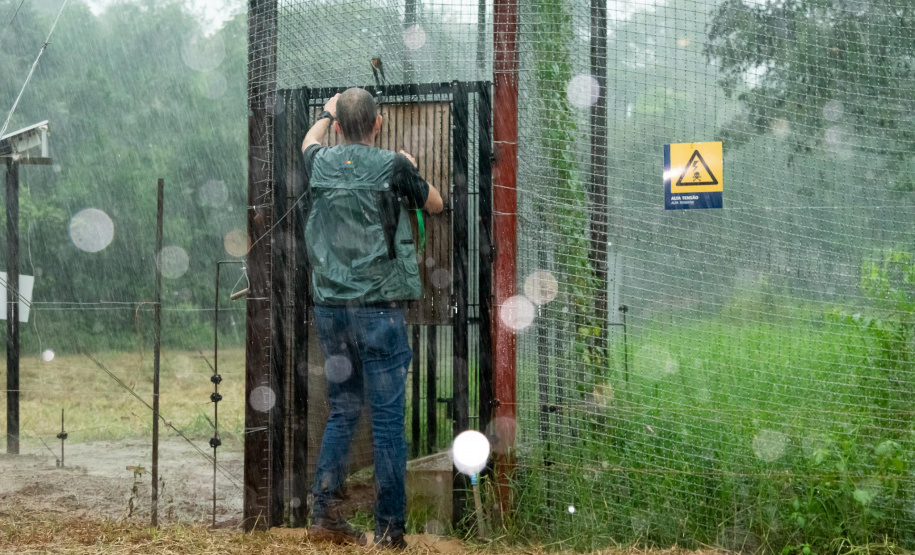 Onça parda recuperada ganha novo lar e segue em monitoramento no Oeste do Estado