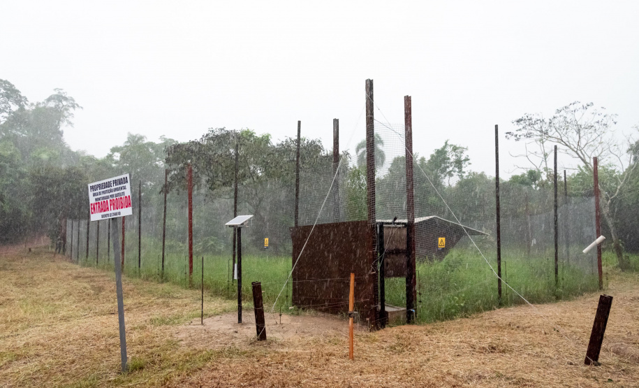 Onça parda recuperada ganha novo lar e segue em monitoramento no Oeste do Estado