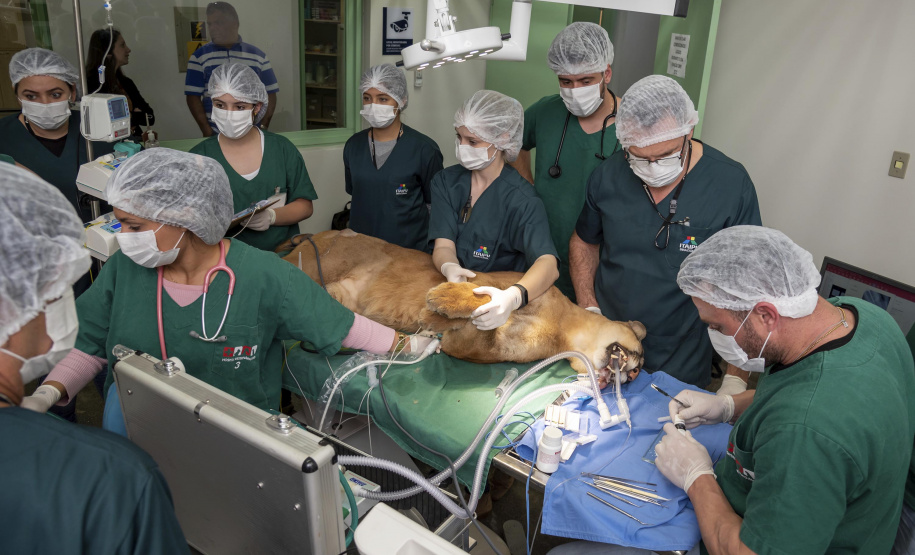Onça parda recuperada ganha novo lar e segue em monitoramento no Oeste do Estado