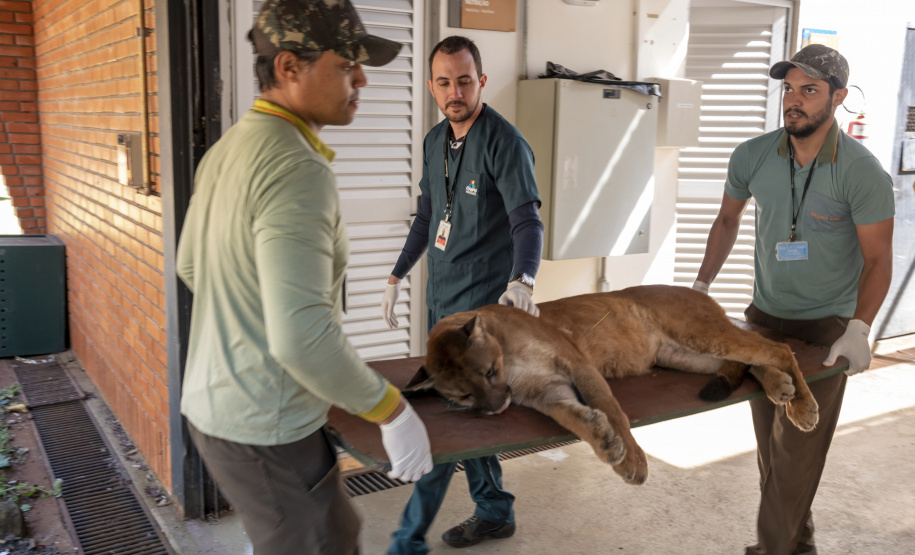 Onça parda recuperada ganha novo lar e segue em monitoramento no Oeste do Estado