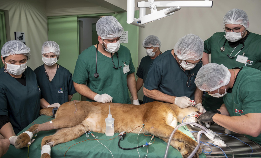Onça parda recuperada ganha novo lar e segue em monitoramento no Oeste do Estado