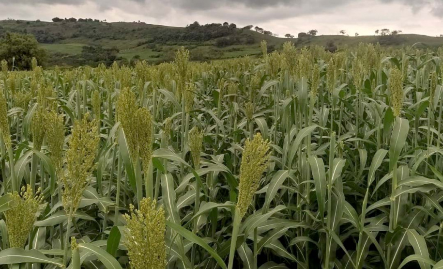 Sorgo pode ser alternativa para alimentar gado leiteiro no inverno