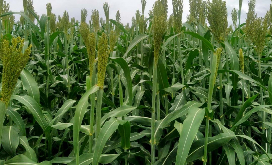 Sorgo pode ser alternativa para alimentar gado leiteiro no inverno